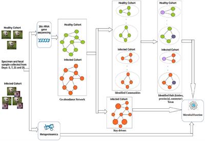 Application of a maximal-clique based community detection algorithm to gut microbiome data reveals driver microbes during influenza A virus infection